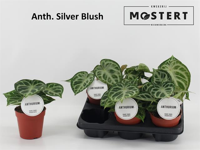 Растение Антуриум 12х20 Silver Blush нецветущий