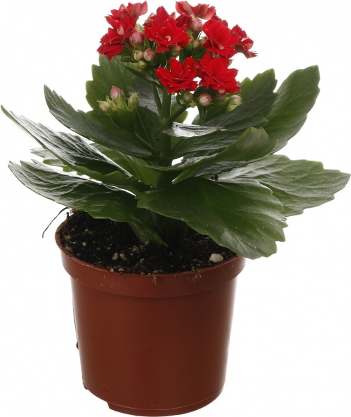 Рослина кімнатна Каланхоє міні мікс 6/10