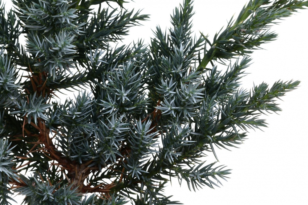 Рослина Ялiвець Meyeri C3