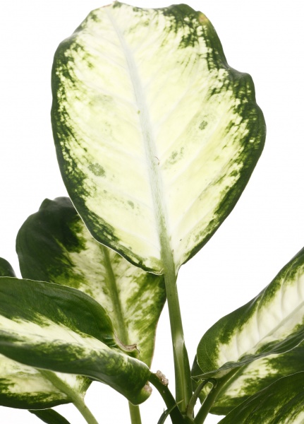 Растение комнатное Растения комнатные микс 12/45