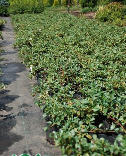 Растение Кизильник Даммера / Cotoneaster dam.Major, C2