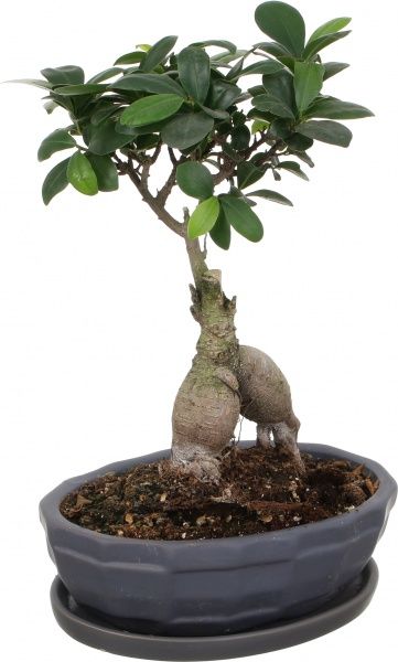 Растение Бонсай-фикус microcarpa Ginseng 17х45 см