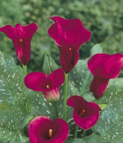 Луковица Яскрава Калла Majestic Red 1 шт. 