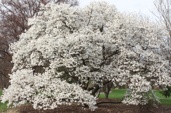 Растение Магнолия кобус / Magnolia kobus С10/H140-160