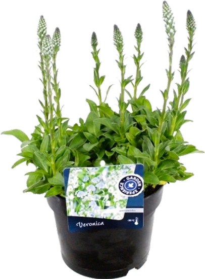 Растение Вероника седая C3