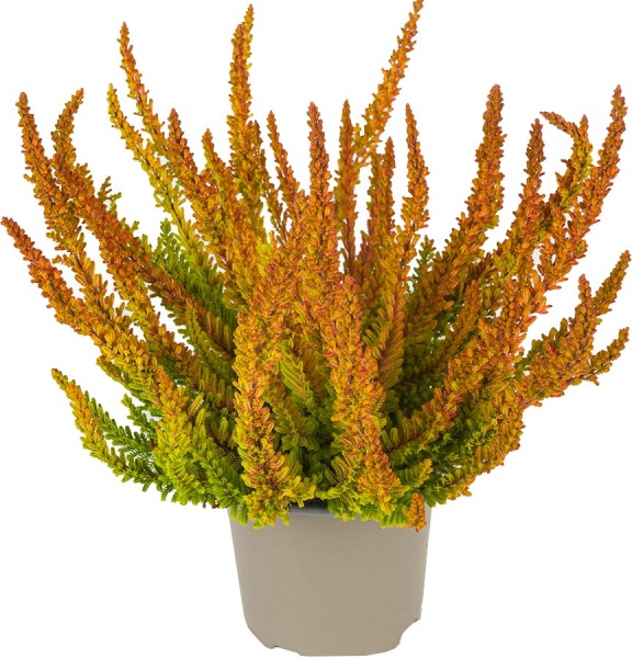 Рослина Верес каллуна жовта Зое d12/h25