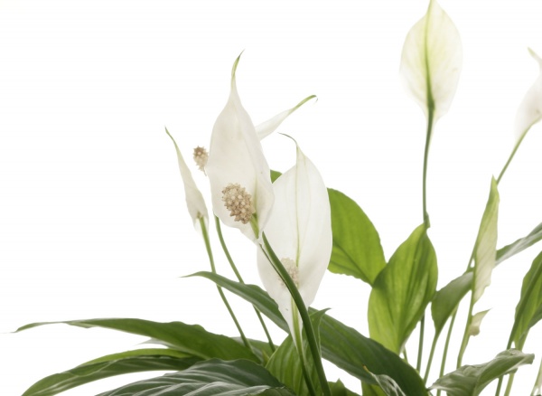 Растение комнатное Спатифиллум 14/50