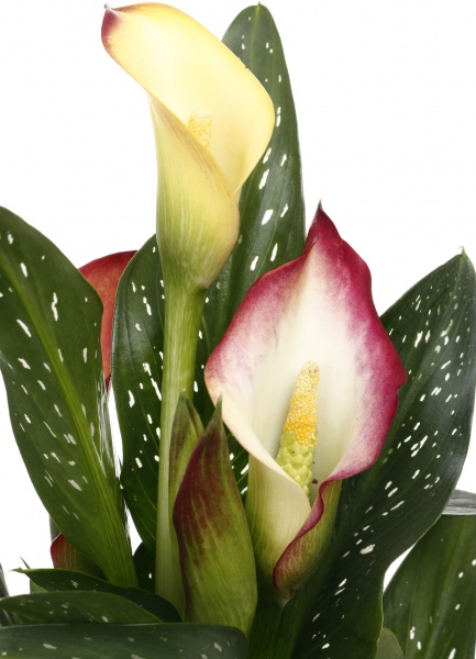 Рослина кімнатна Калла міні мікс 10/30