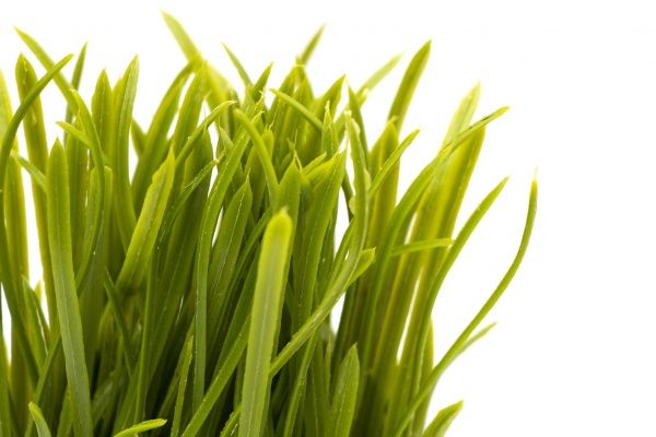 Растение искусственное Трава в круглом горшочке 15 см 960347 Девилон