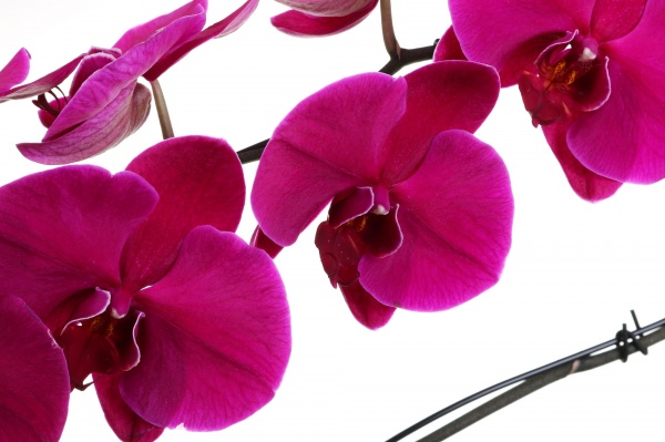 Растение комнатное Фаленопсис лебедь 1 ветвь d12/h55