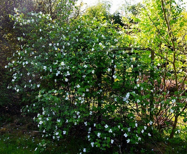 Рослина Розовик керієподібний/Rhodotypos scandens C4 /Н 40-60