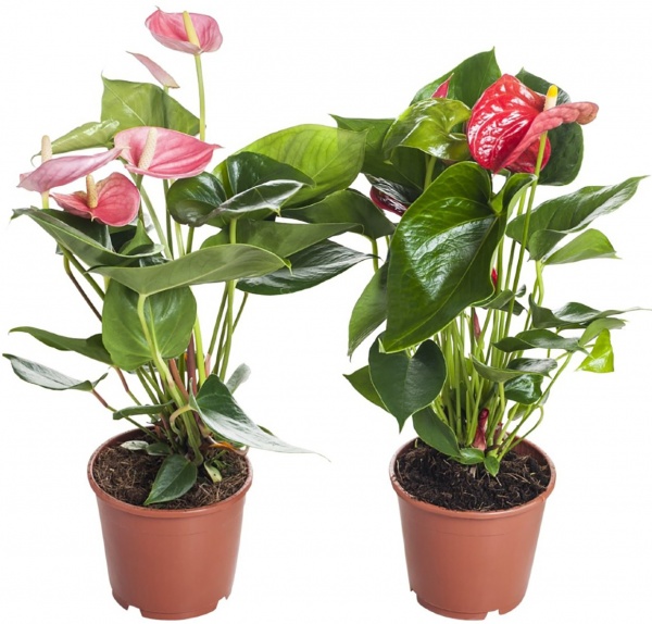 Рослина Антуріум мікс 12/40 см