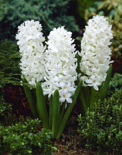 Луковица гиацинта Antarctica 1 шт. 