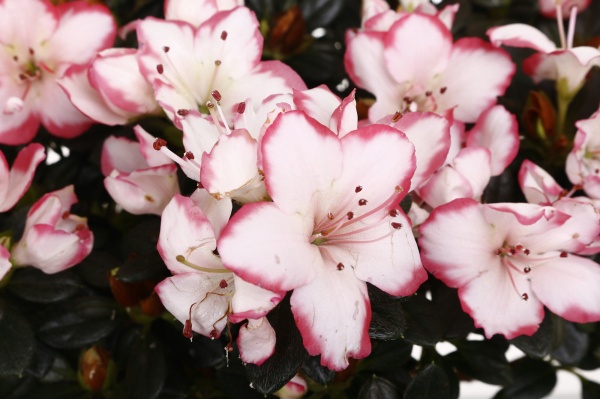 Растение комнатное Азалия 13/30 микс