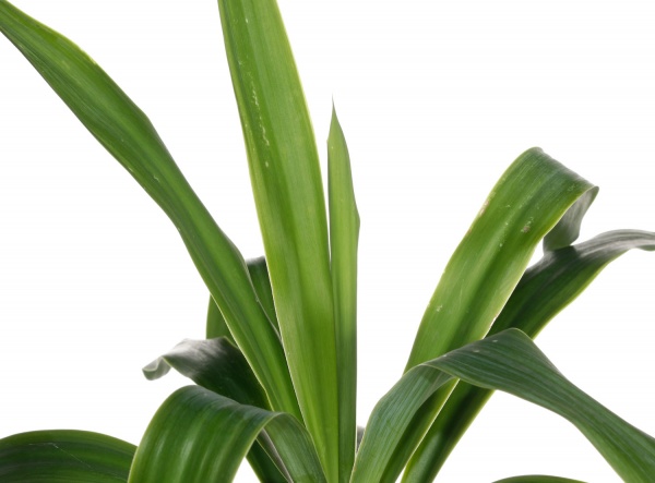 Растение комнатное Юкка 14/45 1 рр