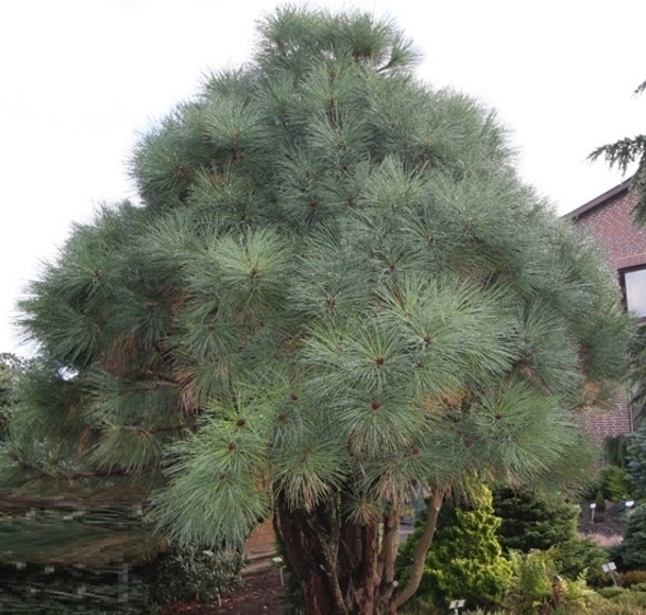 Растение Сосна джеффрея / Pinus jeffreyi Joppi, С10 Ра 80-100