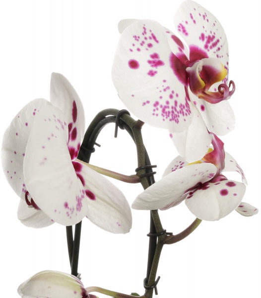 Растение комнатное Фаленопсис 2 ветки Каскад микс d12 h35-45см