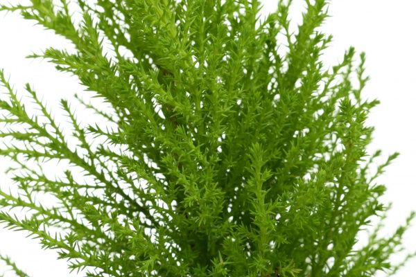 Растение Кипарис Wilma 10х22 см