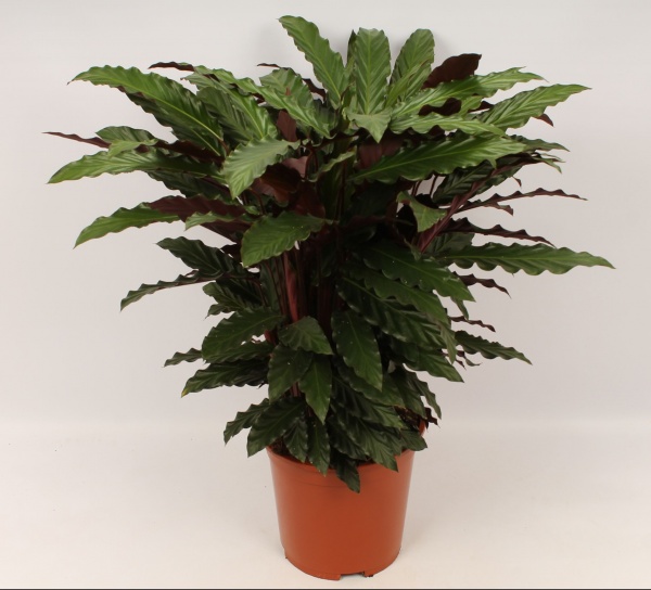 Рослина Калатея Rufibarba d14/h60