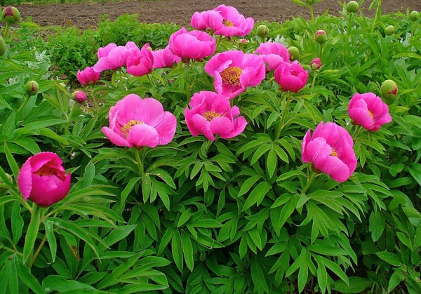 Растение Деревовидный пион / Paeonia, С5