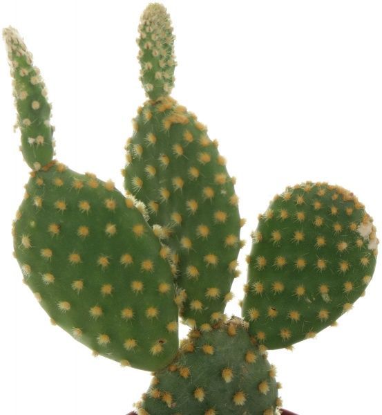 Растение Кактус микс 5х10 см