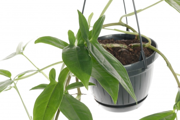 Рослина кімнатна Сінгоніум 14/3