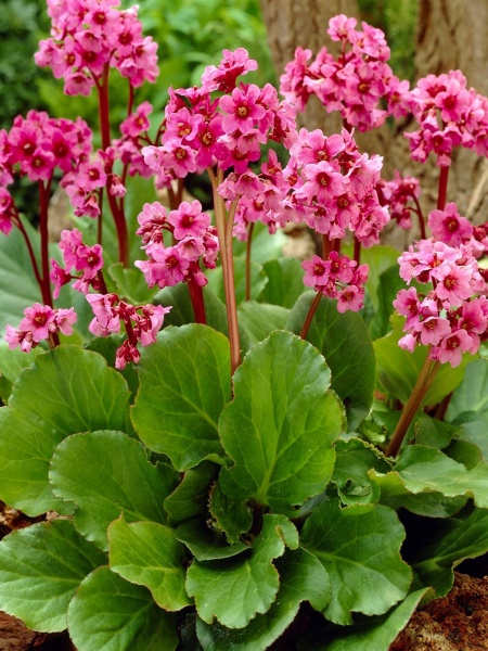 Корневище бадана Ротблум 1 шт. 