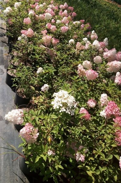 Саженец MegaPlant Гортензия митильчатая Vanille-Fraise 40-60 см С2