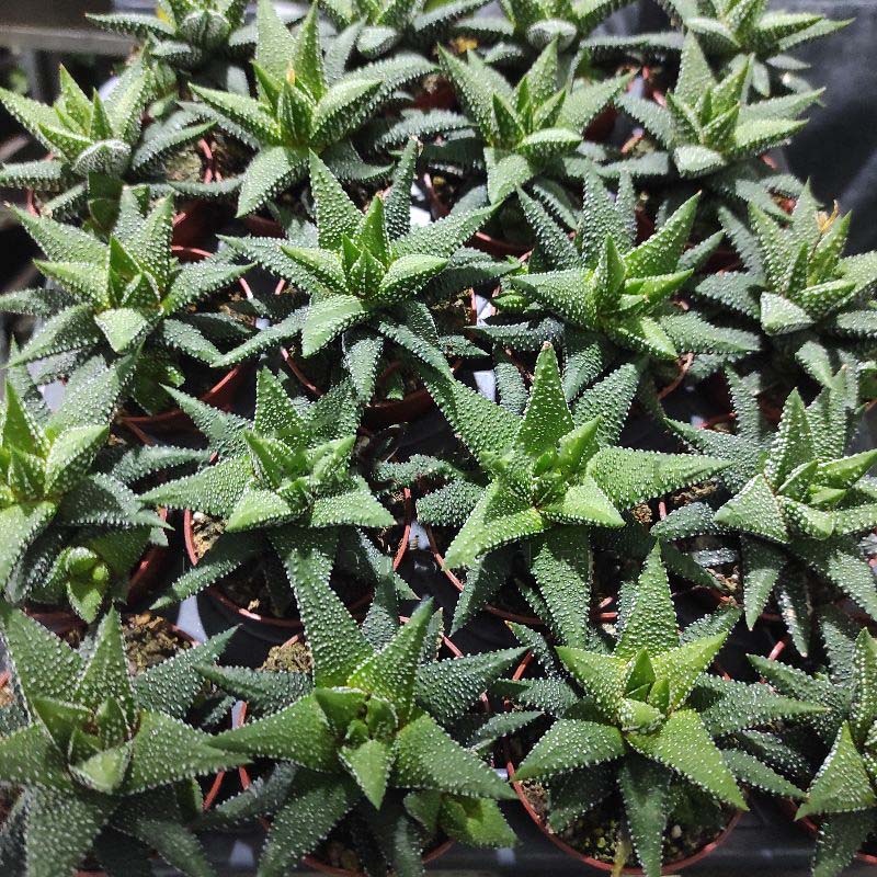 Растение Хавортия 5х10 Big Band