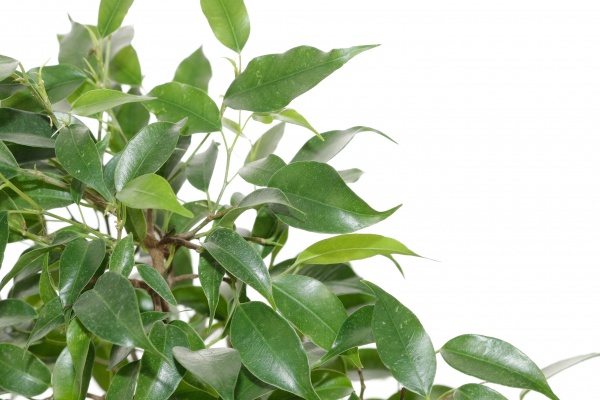 Растение фикус бен зеленый кинки 12/30