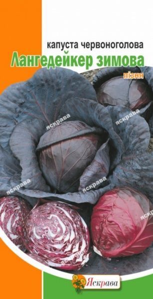 Семена Яскрава капуста краснокочанная Лангедейкер зимняя 0,5г (4823069808525)