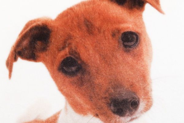 Подушка декоративная Песик 975 28x28 см бежевый с рисунком 