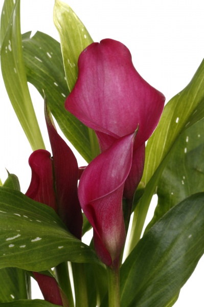 Рослина кімнатна Калла мікс 12/40