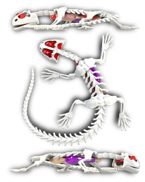 Набор исследователя Joker Slimy Lab Анатомия животных_Саламандра 38071