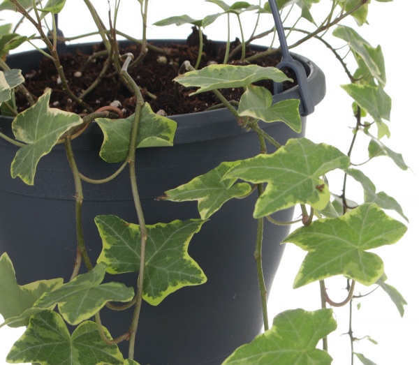 Рослина кімнатна Хедера мікс підвісна 17/70