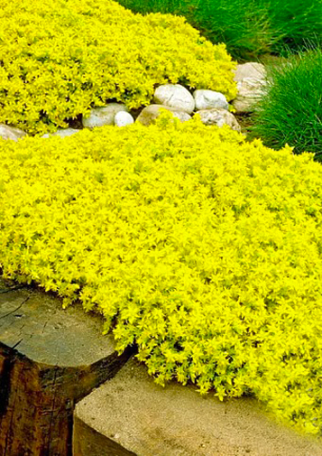 Растение Роза каменная (Седум) / Sedum Р9