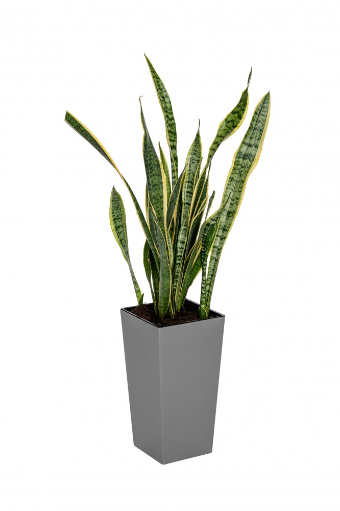 Вазон пластик ELISE 20 см квадратный stone 4,9 л Plastkon (238665)