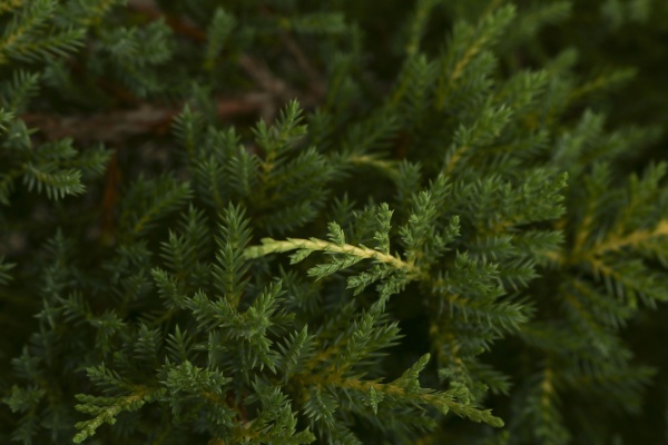 Растение Можжевельник средний Gold Star (V21-S22 30+ C5)