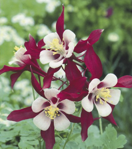 Корневище Яскрава Аквилегия Crimson Star 1 шт.