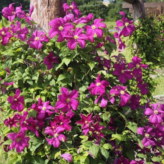 Растение Клематис Kryspina (K23-S23 h40-60 C2)