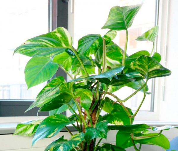 Растение Филодендрон бразил на опоре d15/h50 