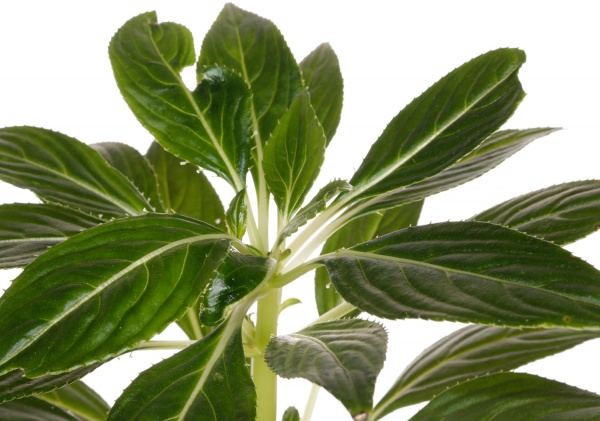 Растение Импатиенс Нова-Гвинея Хармони (Бальзамин) d12