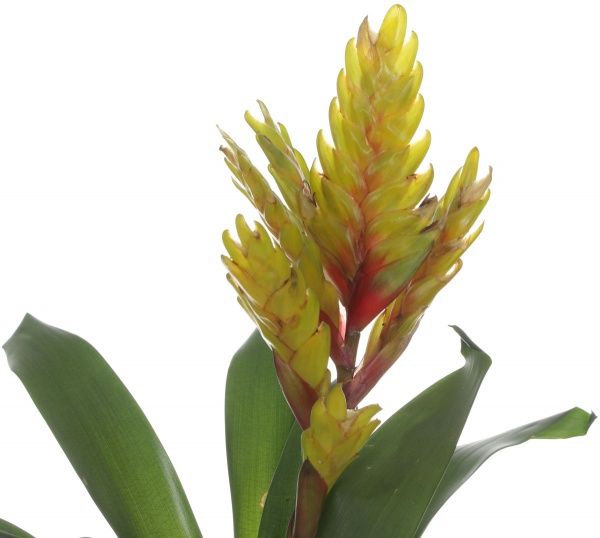 Растение Вриезия 12х50 см