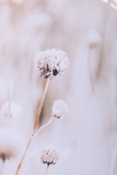 Картина Dry flowers 50x70 см Styler OB-14039 