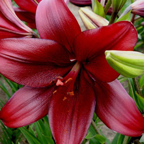 Цибулина Яскрава Лілія LA гібрид California 