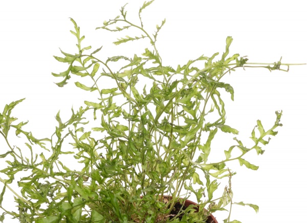 Растение комнатное Папоротная микс 8/20