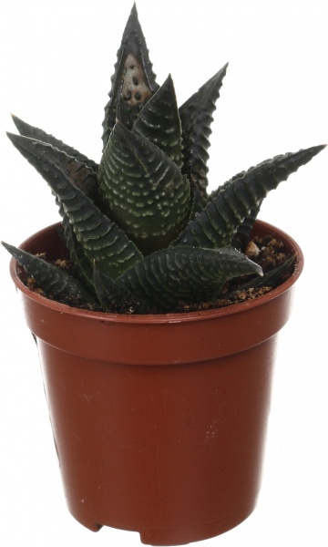 Рослина кімнатна Хавортія мікс 6х10 см