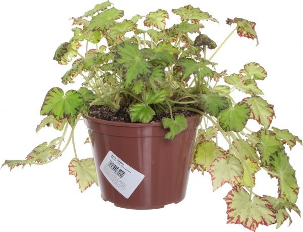  Бегония 12/35 рекс сортовой