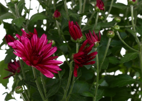 Рослина кімнатна хризантема d12