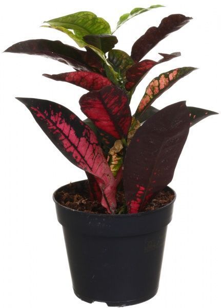 Рослина Кротон мікс 12/35